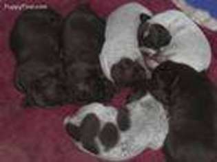 German Shorthaired Pointer Puppy for sale in Riverdale, MI, USA