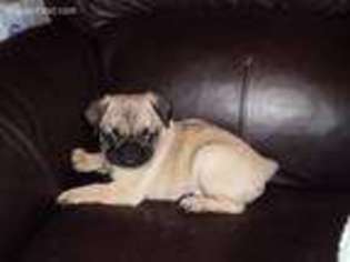 Pug Puppy for sale in New Castle, IN, USA