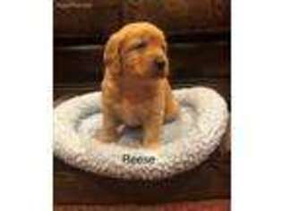 Labradoodle Puppy for sale in Radford, VA, USA