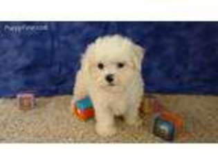 Maltese Puppy for sale in Tama, IA, USA