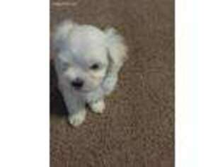 Maltese Puppy for sale in Saint Cloud, MN, USA