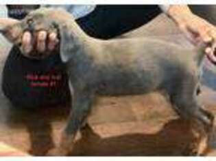 Doberman Pinscher Puppy for sale in Battle Creek, MI, USA