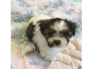 Mal-Shi Puppy for sale in Brookfield, CT, USA