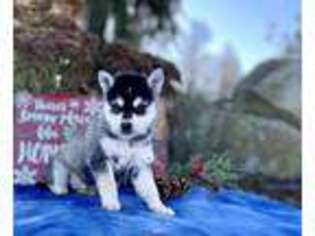 Alaskan Klee Kai Puppy for sale in Honey Brook, PA, USA