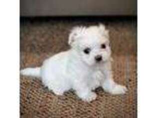 Maltese Puppy for sale in Carmichael, CA, USA