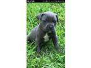 Cane Corso Puppy for sale in Rock Cave, WV, USA