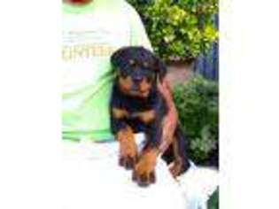 Rottweiler Puppy for sale in Brooklyn, NY, USA