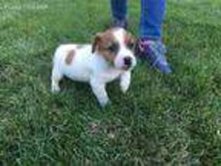 Jack Russell Terrier Puppy for sale in Colorado Springs, CO, USA