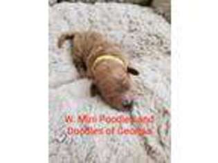 Goldendoodle Puppy for sale in Alpharetta, GA, USA