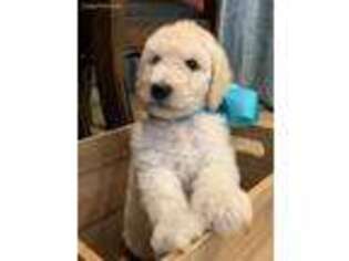 Goldendoodle Puppy for sale in Hickory, NC, USA