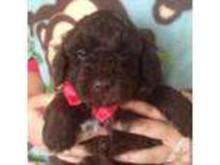 Mutt Puppy for sale in TROY, OH, USA