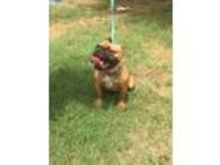French Bulldog Puppy for sale in Ponder, TX, USA