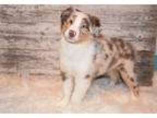 Australian Shepherd Puppy for sale in Pella, IA, USA