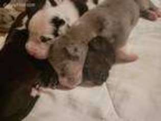 Great Dane Puppy for sale in Irving, TX, USA