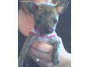 Chihuahua Puppy for sale in Cambria, IL, USA