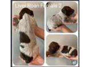 German Shorthaired Pointer Puppy for sale in Bangs, TX, USA