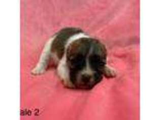 Papillon Puppy for sale in Greenbrier, AR, USA