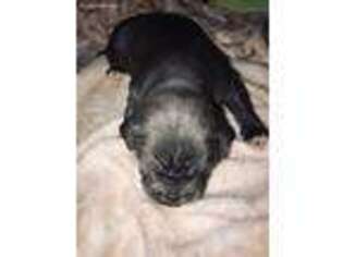 Mutt Puppy for sale in Jamaica, NY, USA