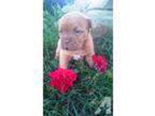American Bull Dogue De Bordeaux Puppy for sale in WOOSTER, OH, USA