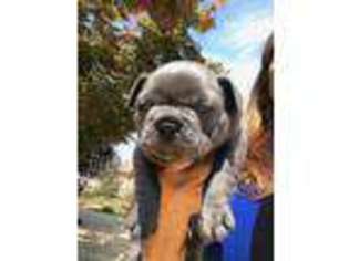 French Bulldog Puppy for sale in Wilton, CA, USA