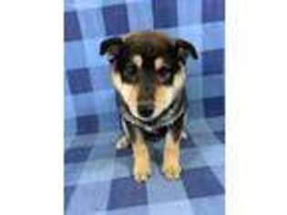 Shiba Inu Puppy for sale in Stockton, CA, USA