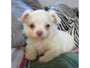 Chihuahua Puppy for sale in Mountain Grove, MO, USA