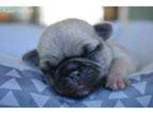 Pug Puppy for sale in Davis Junction, IL, USA