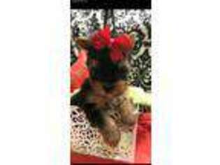Yorkshire Terrier Puppy for sale in Lubbock, TX, USA