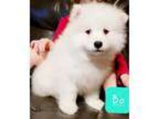 Samoyed Puppy for sale in Downey, ID, USA