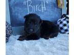 German Shepherd Dog Puppy for sale in Minerva, OH, USA