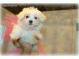 Maltese Puppy for sale in Alexandria, LA, USA