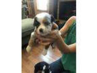 Miniature Australian Shepherd Puppy for sale in Middletown, OH, USA