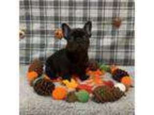 French Bulldog Puppy for sale in Clinton, OK, USA