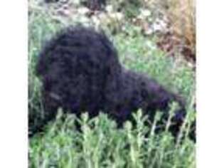 Labradoodle Puppy for sale in Jacksonville, OR, USA