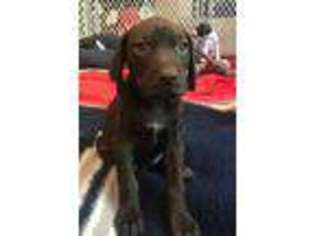 German Shorthaired Pointer Puppy for sale in West Bountiful, UT, USA