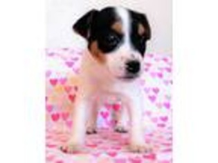 Mutt Puppy for sale in Springerville, AZ, USA