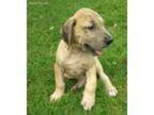 Great Dane Puppy for sale in Kirklin, IN, USA