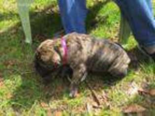 Bullmastiff Puppy for sale in High Springs, FL, USA