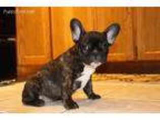 French Bulldog Puppy for sale in Galena, MO, USA