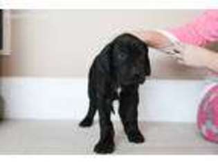 Great Dane Puppy for sale in Kennett Square, PA, USA
