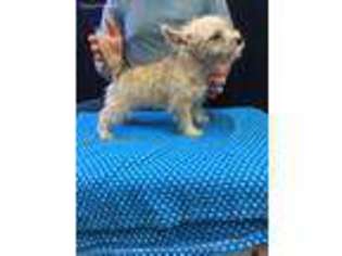 Cairn Terrier Puppy for sale in Agra, KS, USA