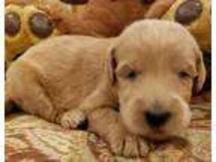 Labradoodle Puppy for sale in Little Elm, TX, USA