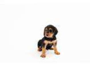 Greater Swiss Mountain Dog Puppy for sale in Kalispell, MT, USA