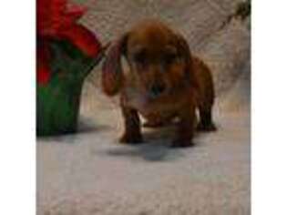 Dachshund Puppy for sale in El Dorado Springs, MO, USA