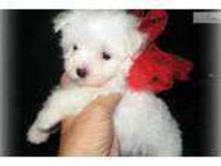 Maltese Puppy for sale in Tulsa, OK, USA