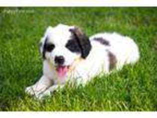 Saint Bernard Puppy for sale in Reinholds, PA, USA