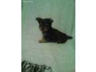Yorkshire Terrier Puppy for sale in Huntsville, AR, USA