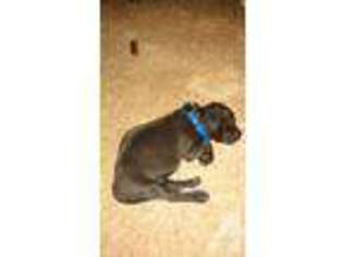 Mutt Puppy for sale in SALEM, NH, USA