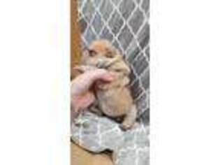 Mutt Puppy for sale in Elmendorf, TX, USA