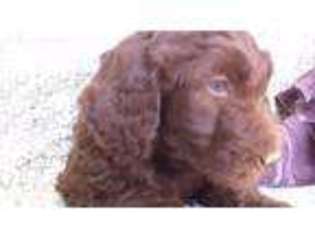 Goldendoodle Puppy for sale in Sherrodsville, OH, USA